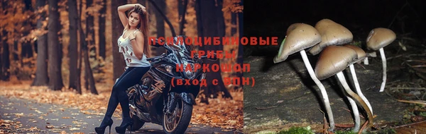 дурь Богородск